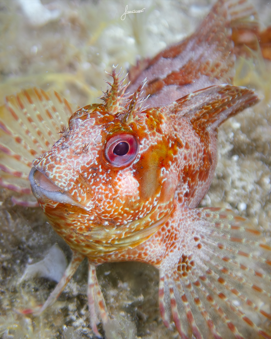 A horned blenny defending its territory