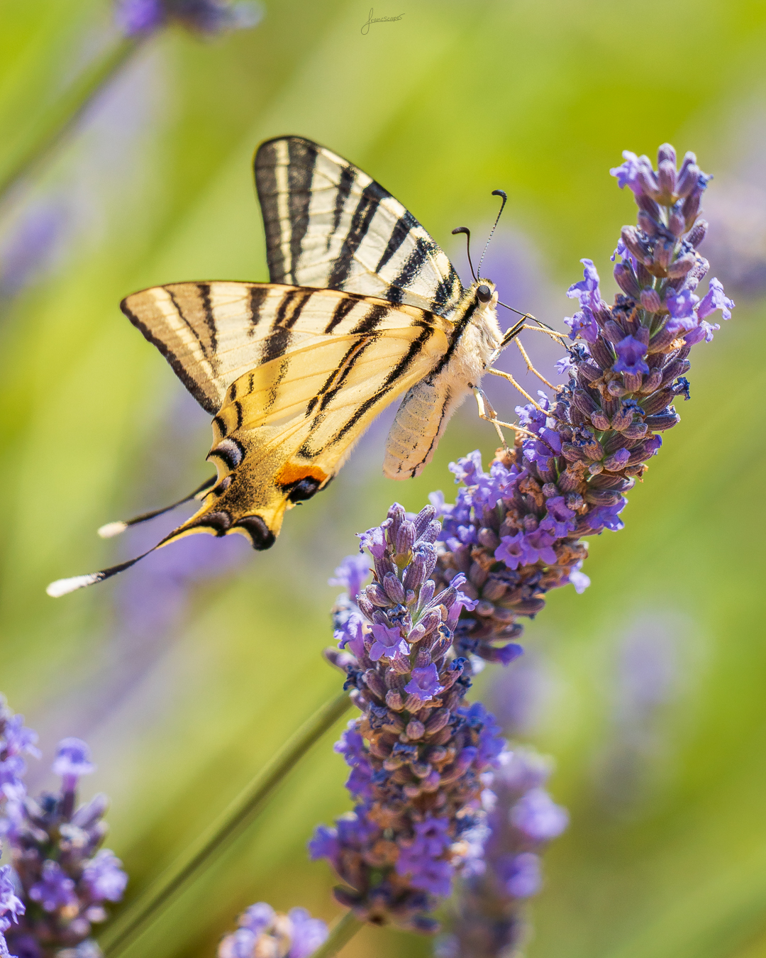 A butterfly drinking from lavender flowers
