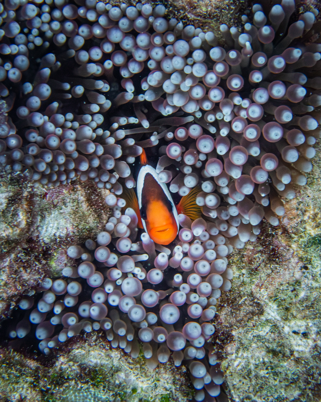 Clownfish in the Great Barrier Reef