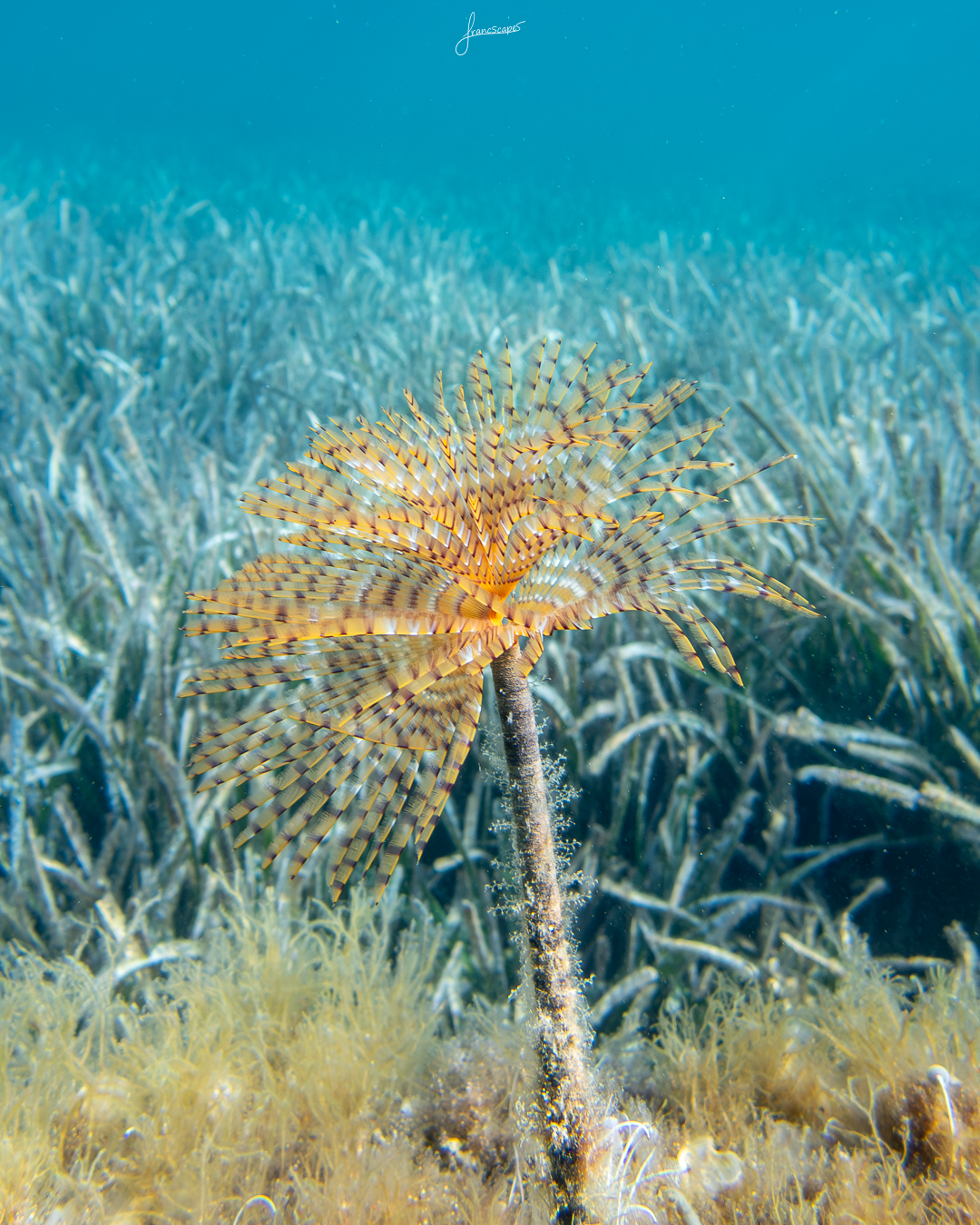 A spirograph, a flower-looking seaworm
